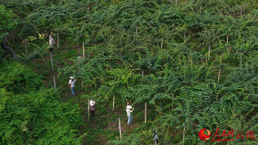 Vân Nam: Núi đá khô cằn hóa hàng nghìn mẫu kiwi xanh tươi
