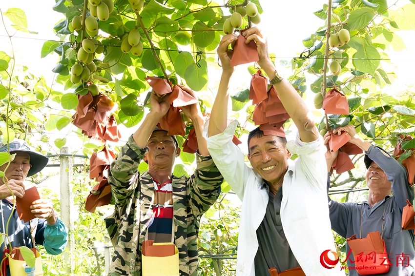 Vân Nam: Núi đá khô cằn hóa hàng nghìn mẫu kiwi xanh tươi