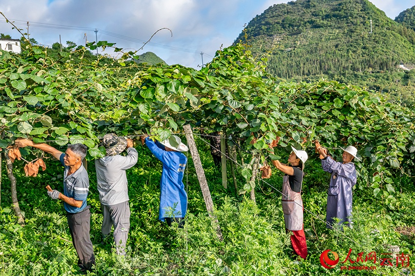 Vân Nam: Núi đá khô cằn hóa hàng nghìn mẫu kiwi xanh tươi