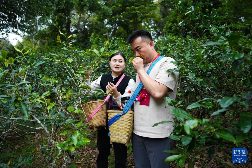 Huyện Mãnh Hải nỗ lực nâng cao chất lượng ngành trà