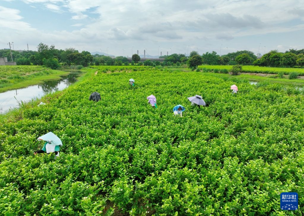 Phúc Châu: Di sản trà hoa thúc đẩy phát triển du lịch văn hóa