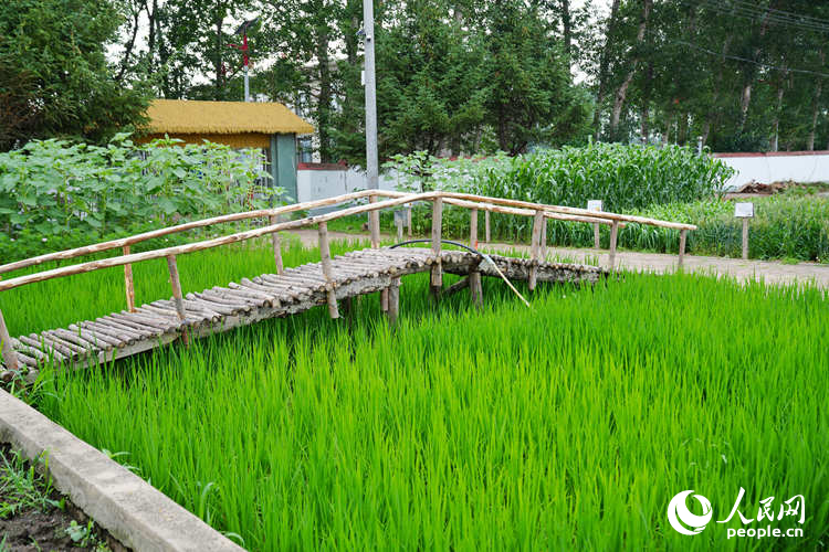 Khu trưng bày văn hóa nông nghiệp được cải tạo từ sân trường cũ. Ảnh: Lý Dương - Phóng viên Nhân Dân nhật báo điện tử.