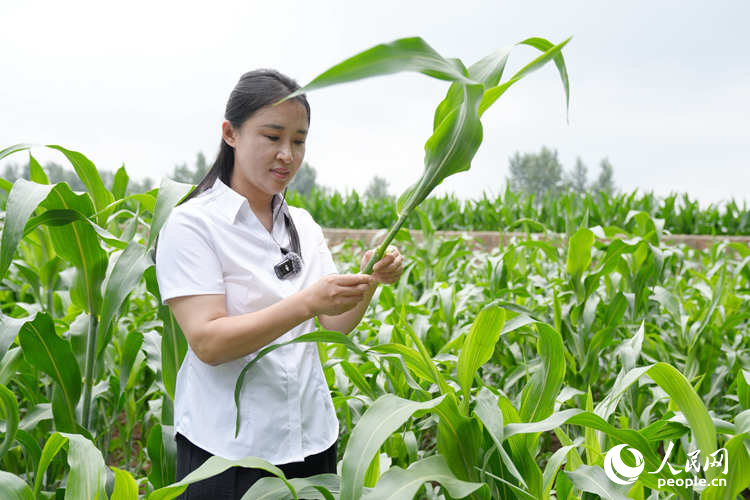 Bí thư Chi bộ thôn Bắc Hạ Gia Dương Vinh Tinh giới thiệu về nấm ngô đen. Ảnh: Lý Dương - Phóng viên Nhân Dân nhật báo điện tử.