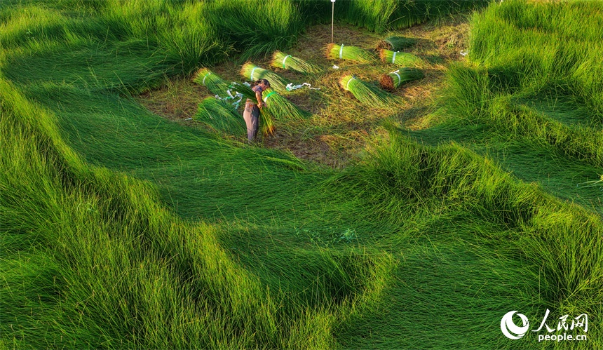 Hành trình Trung Quốc - Từ một ngọn cỏ đến “cây làm giàu”