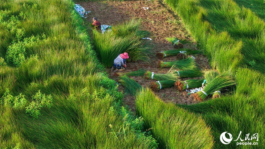 Hành trình Trung Quốc - Từ một ngọn cỏ đến “cây làm giàu”