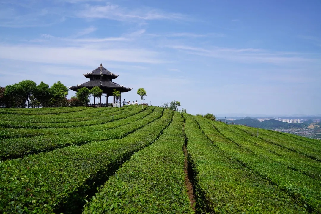 Đồi chè Cửu An tại khu Hoa Khê, Quý Dương. Ảnh: Tôn Thao
