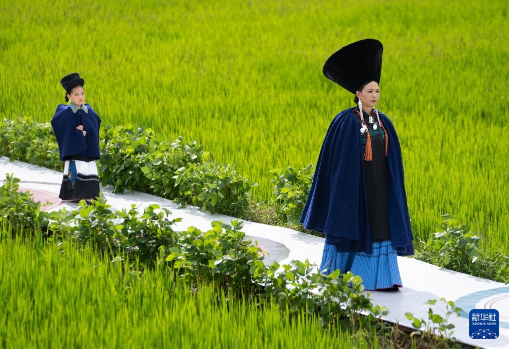 Tứ Xuyên: Khi đồng lúa trở thành sàn catwalk!