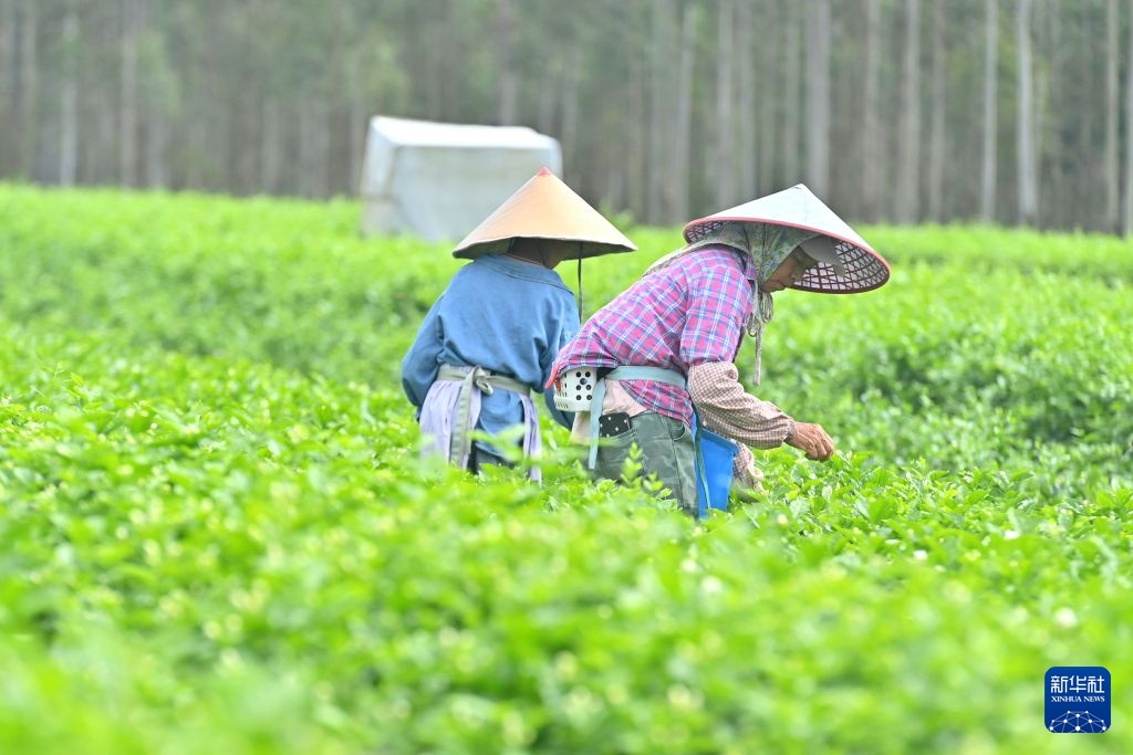 Hoa nhài Hoành Châu khôi phục sản xuất sau lũ lớn