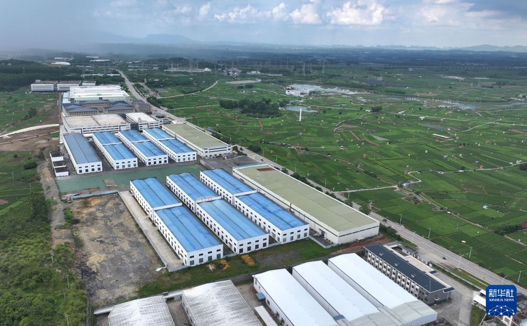 Hoa nhài Hoành Châu khôi phục sản xuất sau lũ lớn