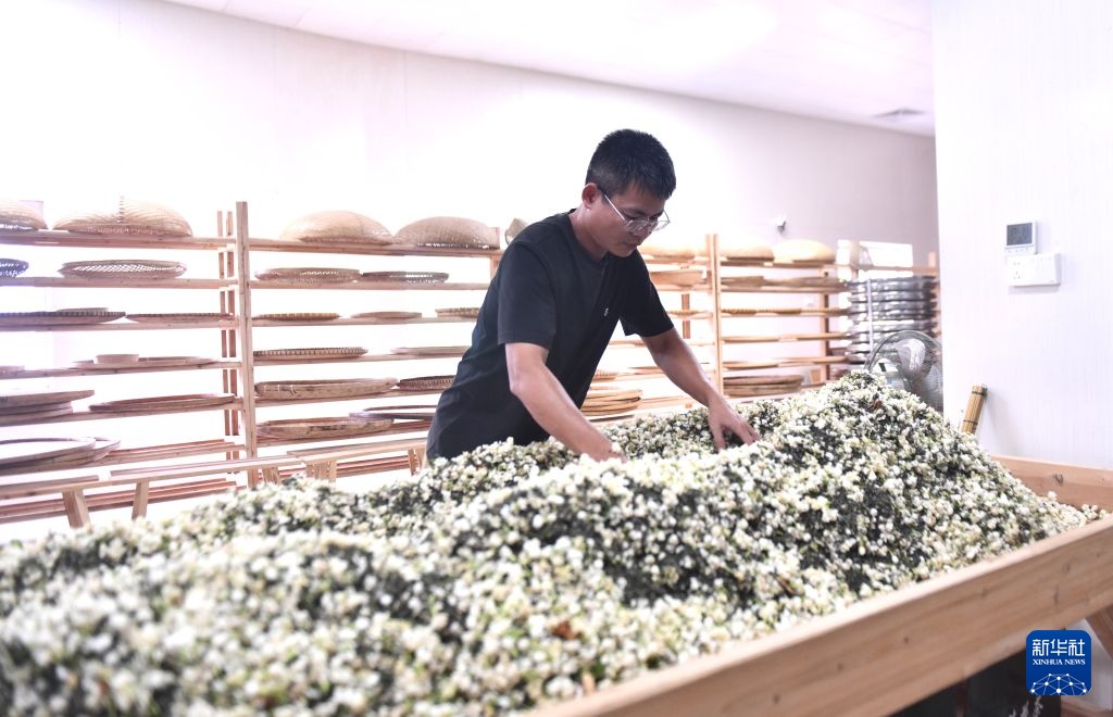 Hoa nhài Hoành Châu khôi phục sản xuất sau lũ lớn