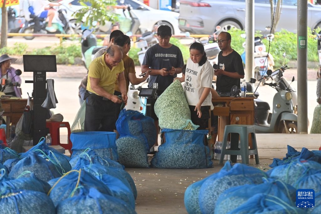 Hoa nhài Hoành Châu khôi phục sản xuất sau lũ lớn