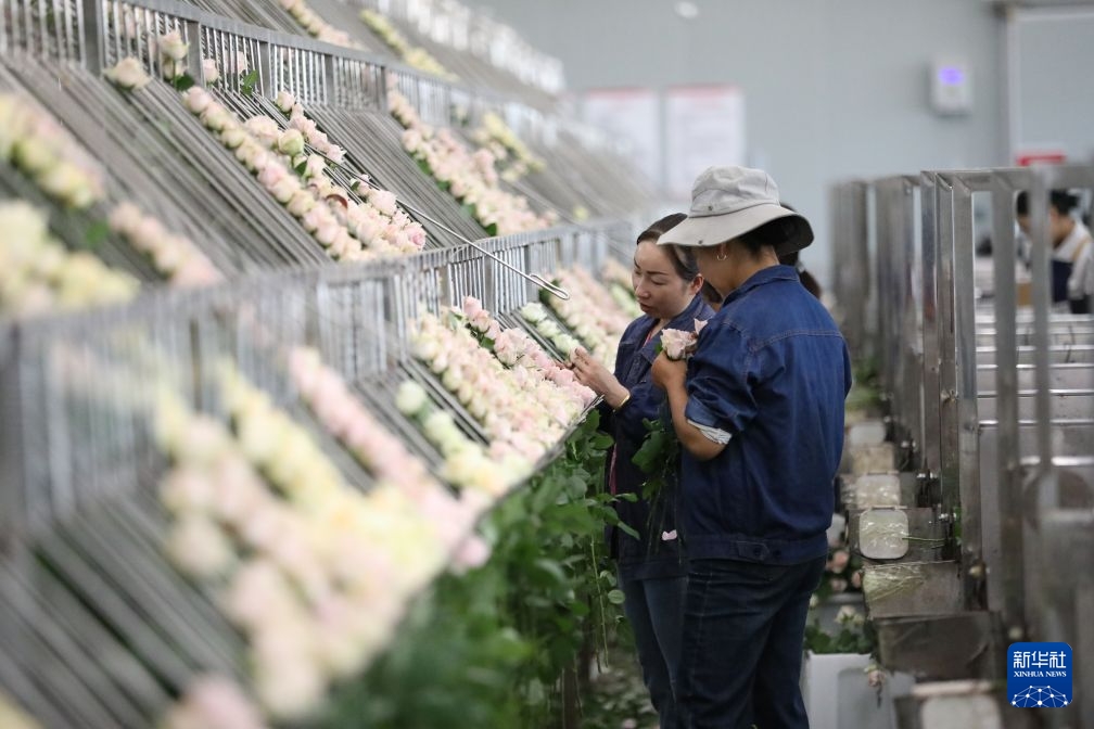 Cam Túc: Sôi động sản xuất hoa hồng cắt cành