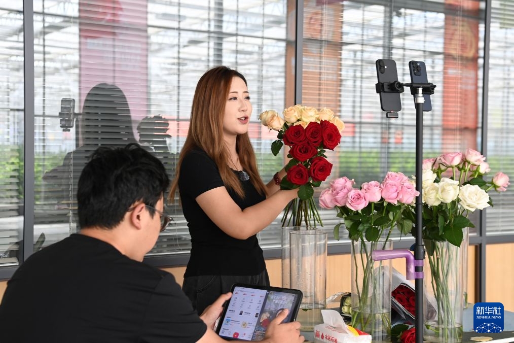 Cam Túc: Sôi động sản xuất hoa hồng cắt cành