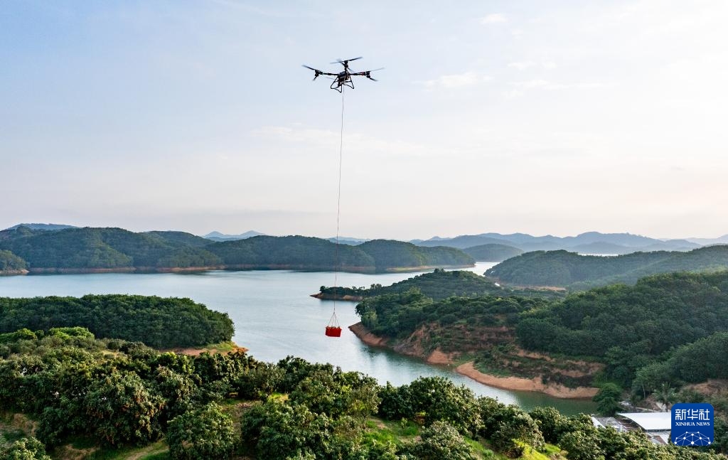 Máy bay không người lái đưa vải tươi vượt núi ra thị trường