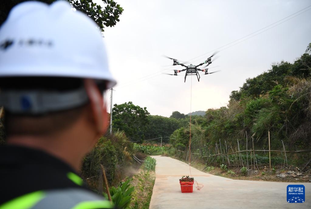 Máy bay không người lái đưa vải tươi vượt núi ra thị trường