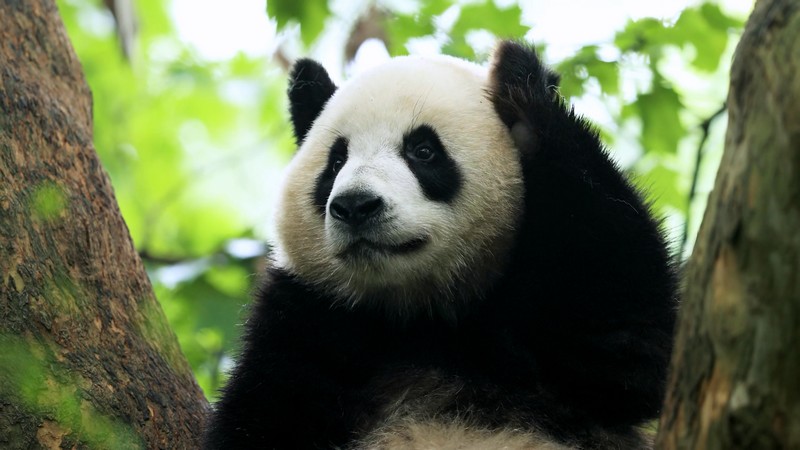 Gấu trúc ZhiShi và ZhiMa chuyển đến sinh sống tại khu thắng cảnh Đảo Mặt Trời, Cáp Nhĩ Tân