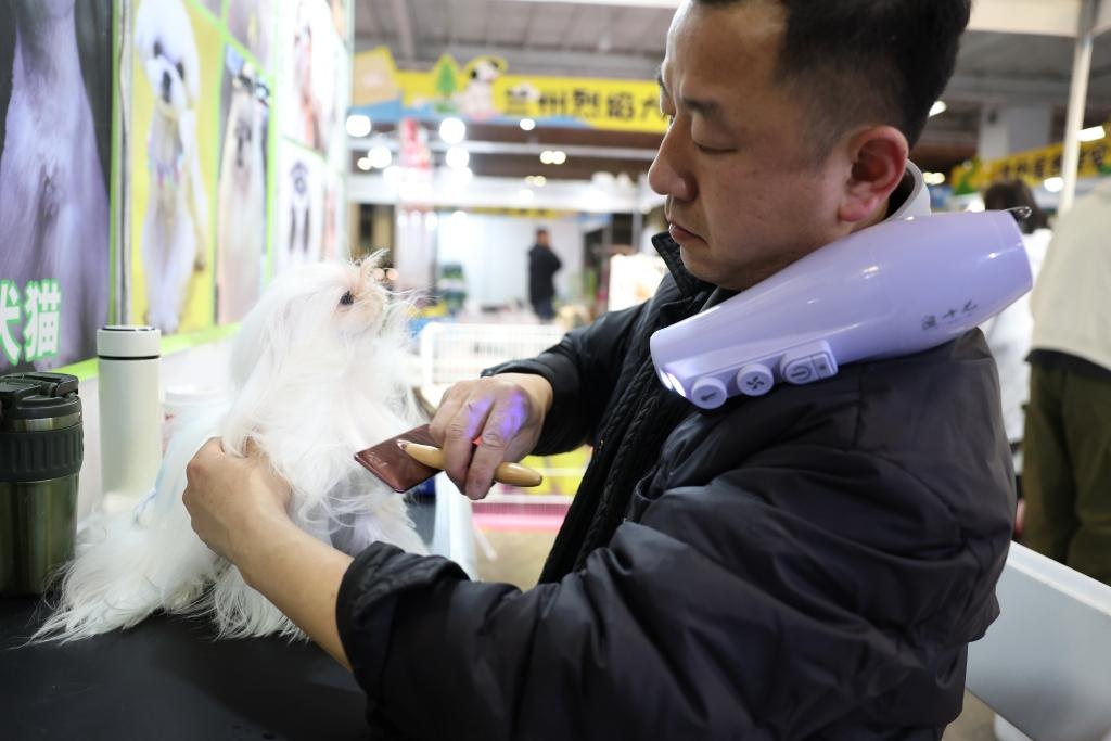 Ngày 27/3, chuyên viên tạo hình chải lông cho thú cưng tại Triển lãm Thú cưng miền Tây Trung Quốc 2026. Ảnh: Trần Bân - Phóng viên Tân Hoa xã