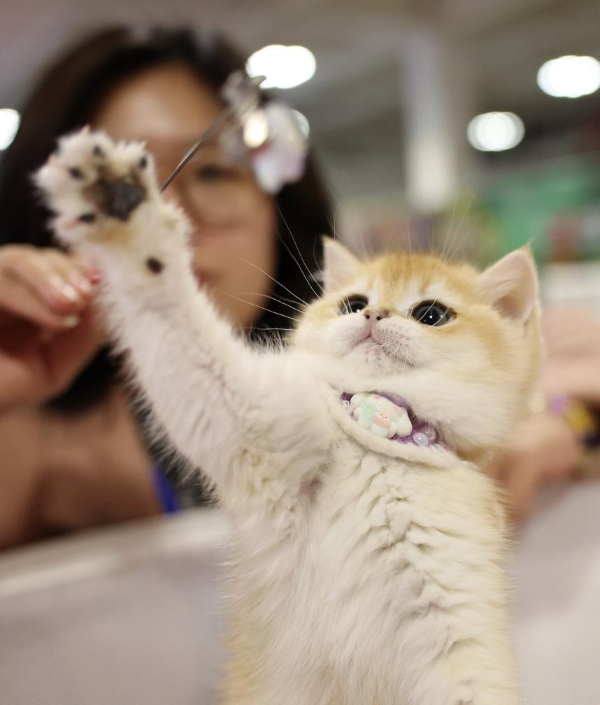 Một chú mèo tại Triển lãm Thú cưng miền Tây Trung Quốc 2026 ngày 27/3. Ảnh: Trần Bân - Phóng viên Tân Hoa xã
