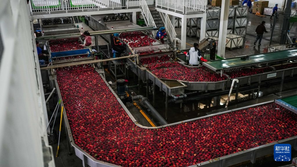 Quý Châu: Táo chín sớm đón mùa bội thu