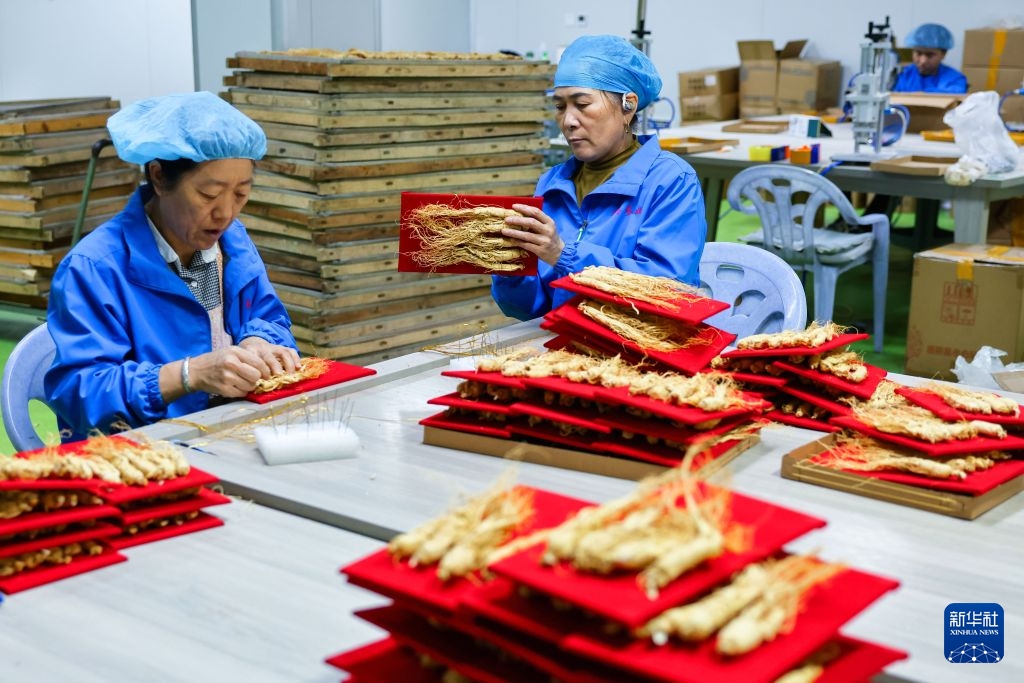“Quê hương nhân sâm” của Trung Quốc đón mùa thu hoạch
