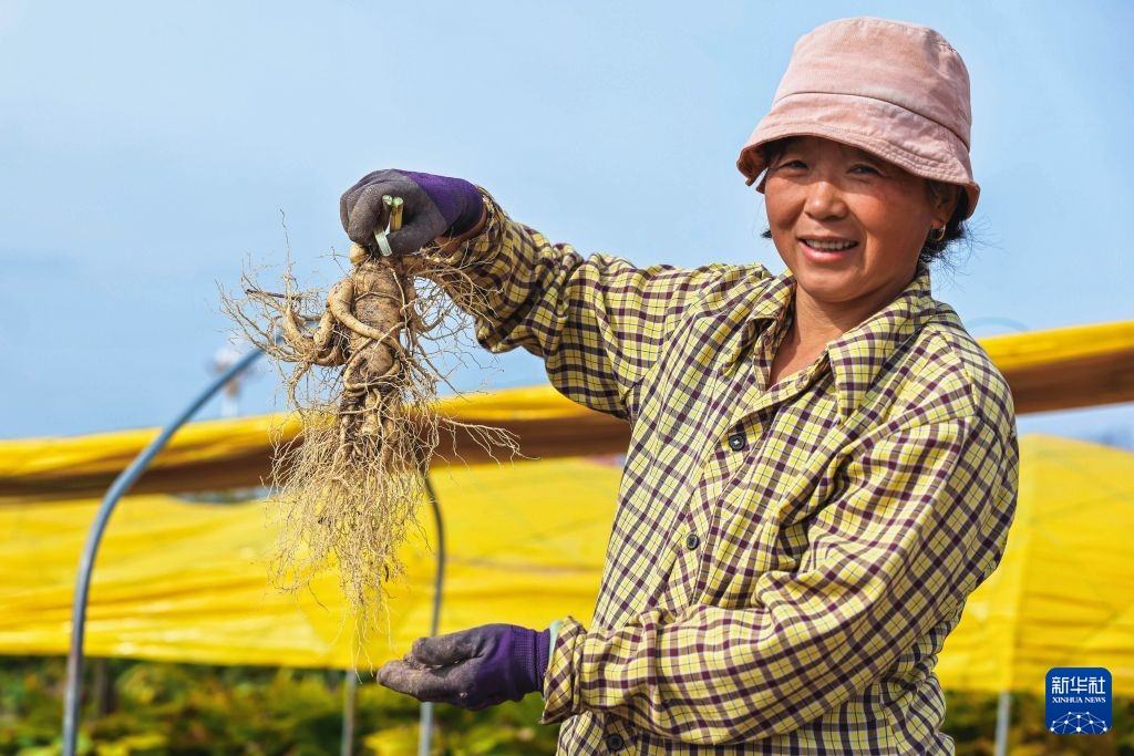 “Quê hương nhân sâm” của Trung Quốc đón mùa thu hoạch