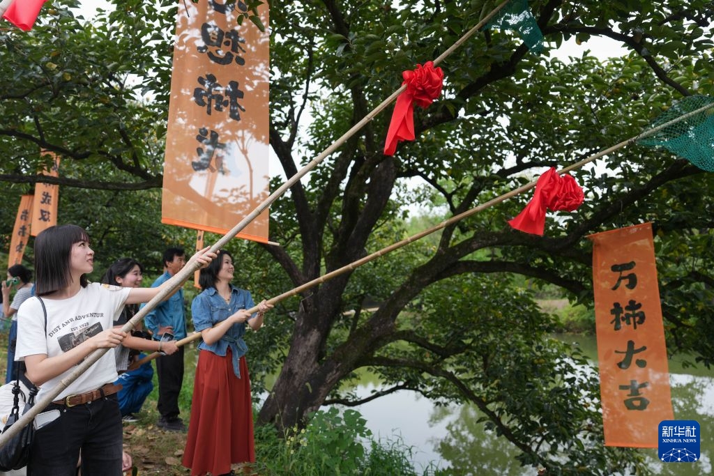 Hàng Châu: Cảm nhận mùa thu Tây Khê trong từng trái hồng đỏ mọng
