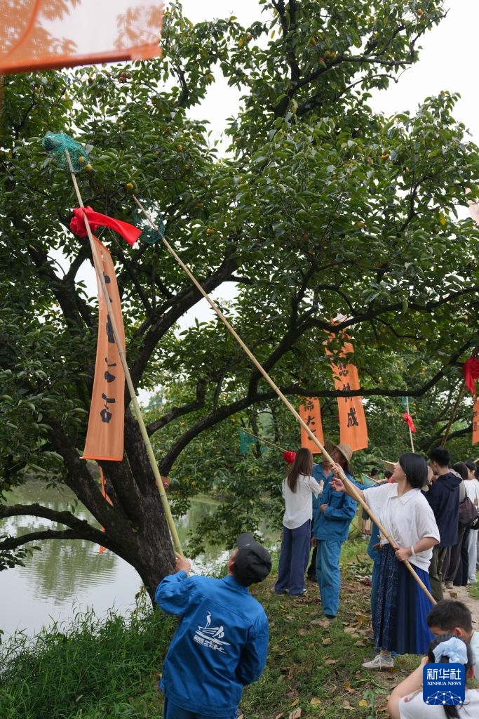 Hàng Châu: Cảm nhận mùa thu Tây Khê trong từng trái hồng đỏ mọng